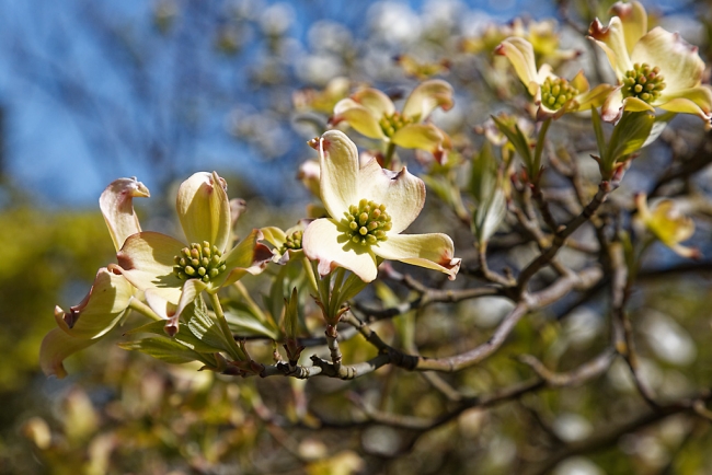 Jardin Botanique de la Bastide-034